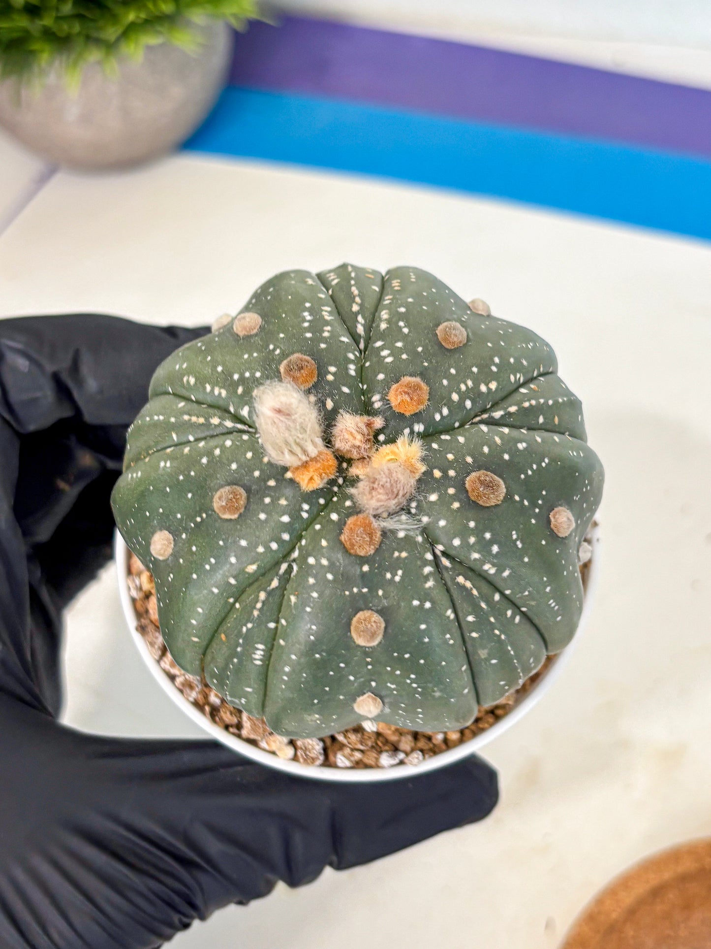 Astrophytum 5-Ribs (at7) (b2) | Living Rocks