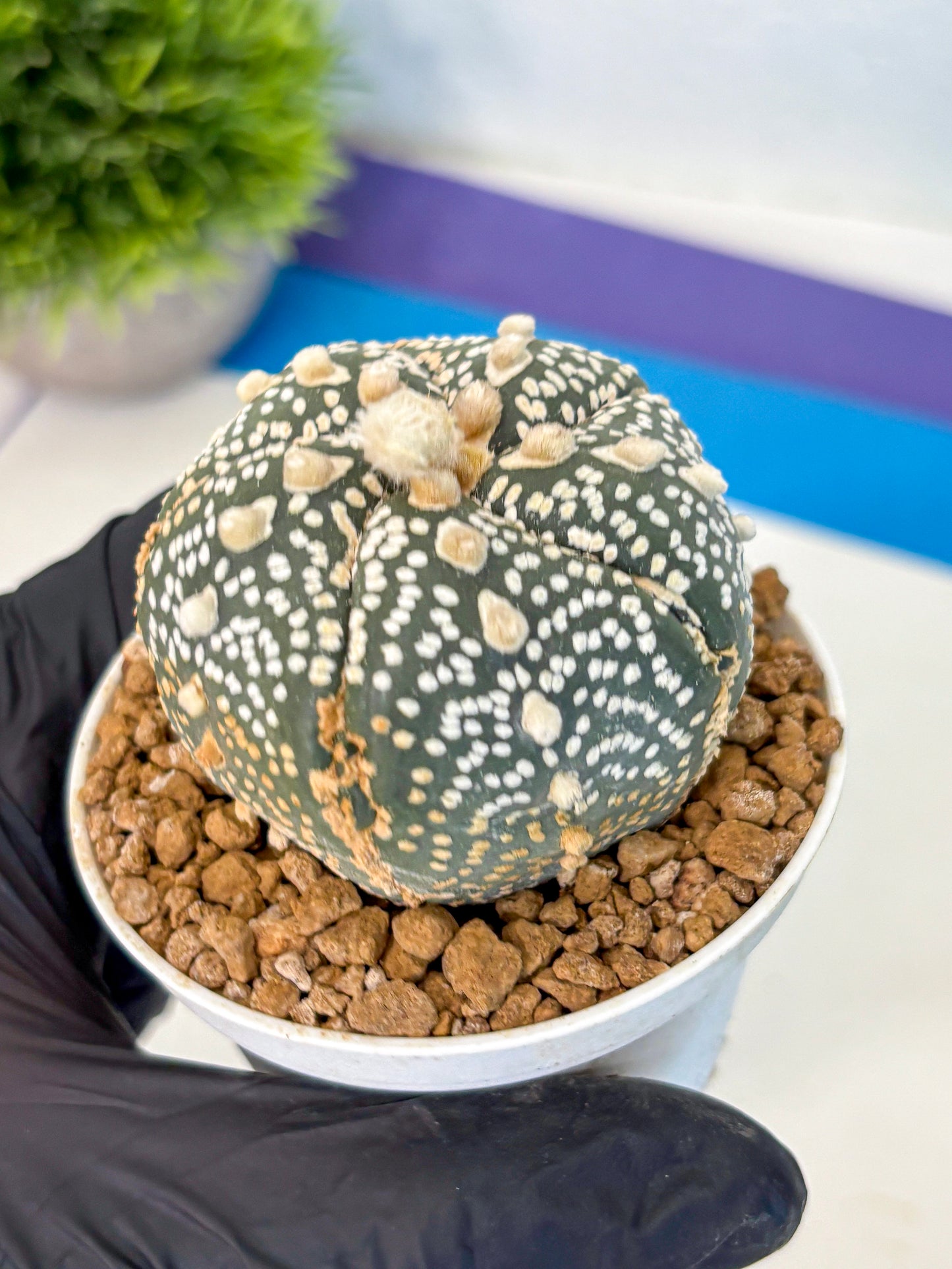 Astrophytum Fukuryu (at8) (11) | Rare Plant | Succulent Cactus