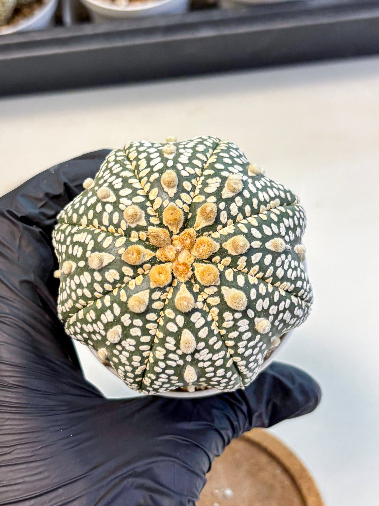 Astrophytum Super Kabuto (at10) (12) | sand dollar cactus