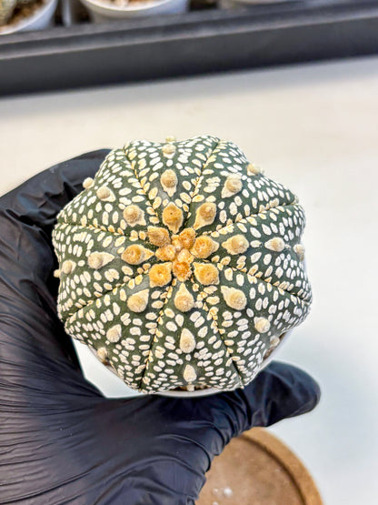 Astrophytum Super Kabuto (at10) (12) | sand dollar cactus