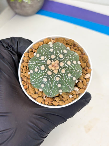 Astrophytum Star Shape (at3) (p6) | Very Rare Cactus
