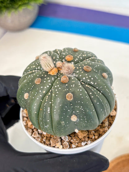 Astrophytum 5-Ribs (at7) (b2) | Living Rocks