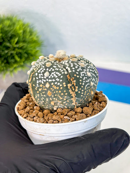 Astrophytum Fukuryu (at8) (11) | Rare Plant | Succulent Cactus