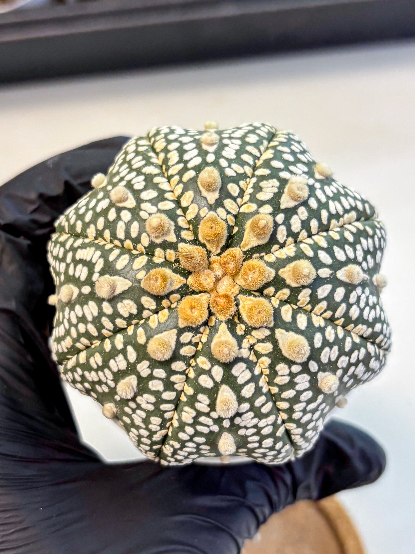 Astrophytum Super Kabuto (at10) (12) | sand dollar cactus