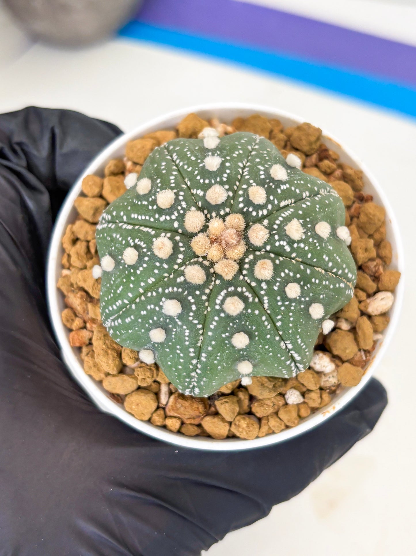 Astrophytum Star Shape (at3) (p6) | Very Rare Cactus