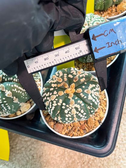 Astrophytum 5-Rib (T11) (y1) | Imported From Taiwan