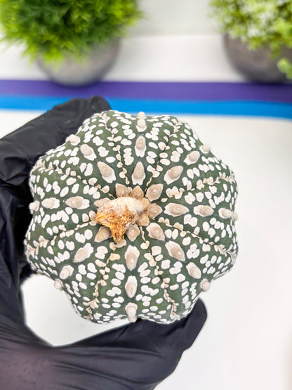 Astrophytum Super Kabuto (t7) (b3) | Imported Plants | 3" Pot