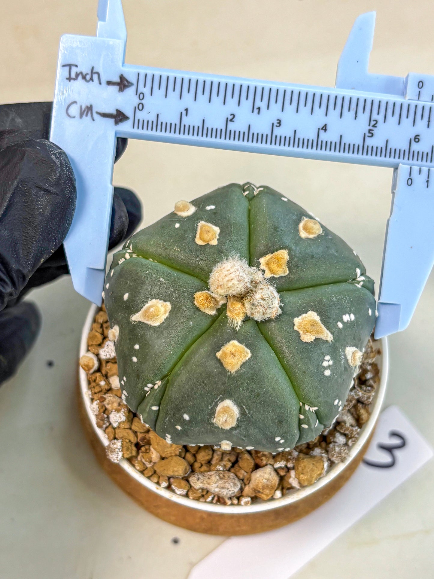 Astrophytum 5-Ribs (at7) (b3) | Living Rocks