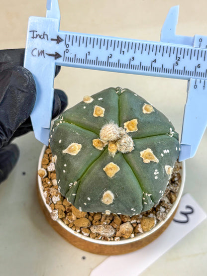 Astrophytum 5-Ribs (at7) (b3) | Living Rocks