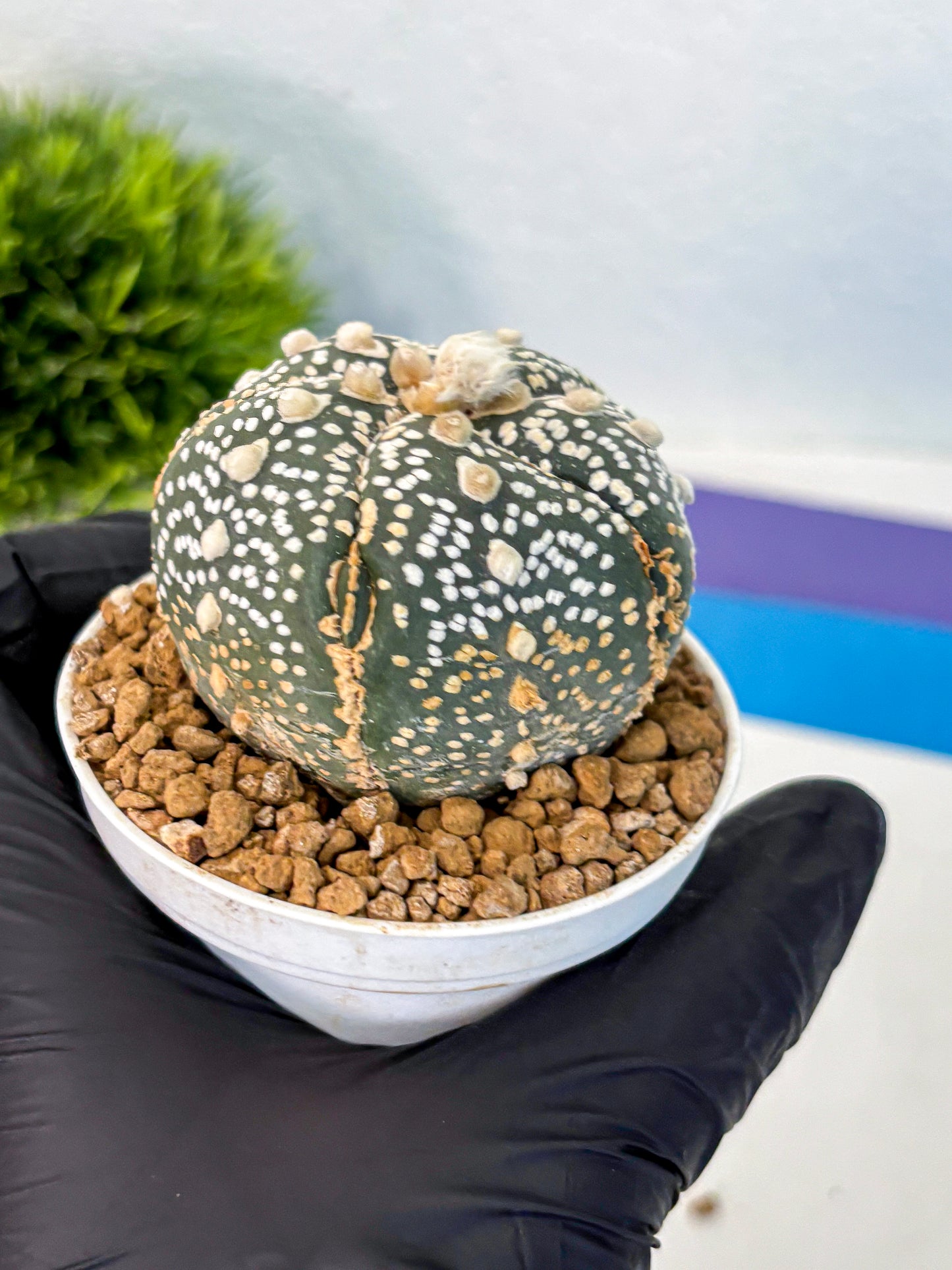 Astrophytum Fukuryu (at8) (11) | Rare Plant | Succulent Cactus