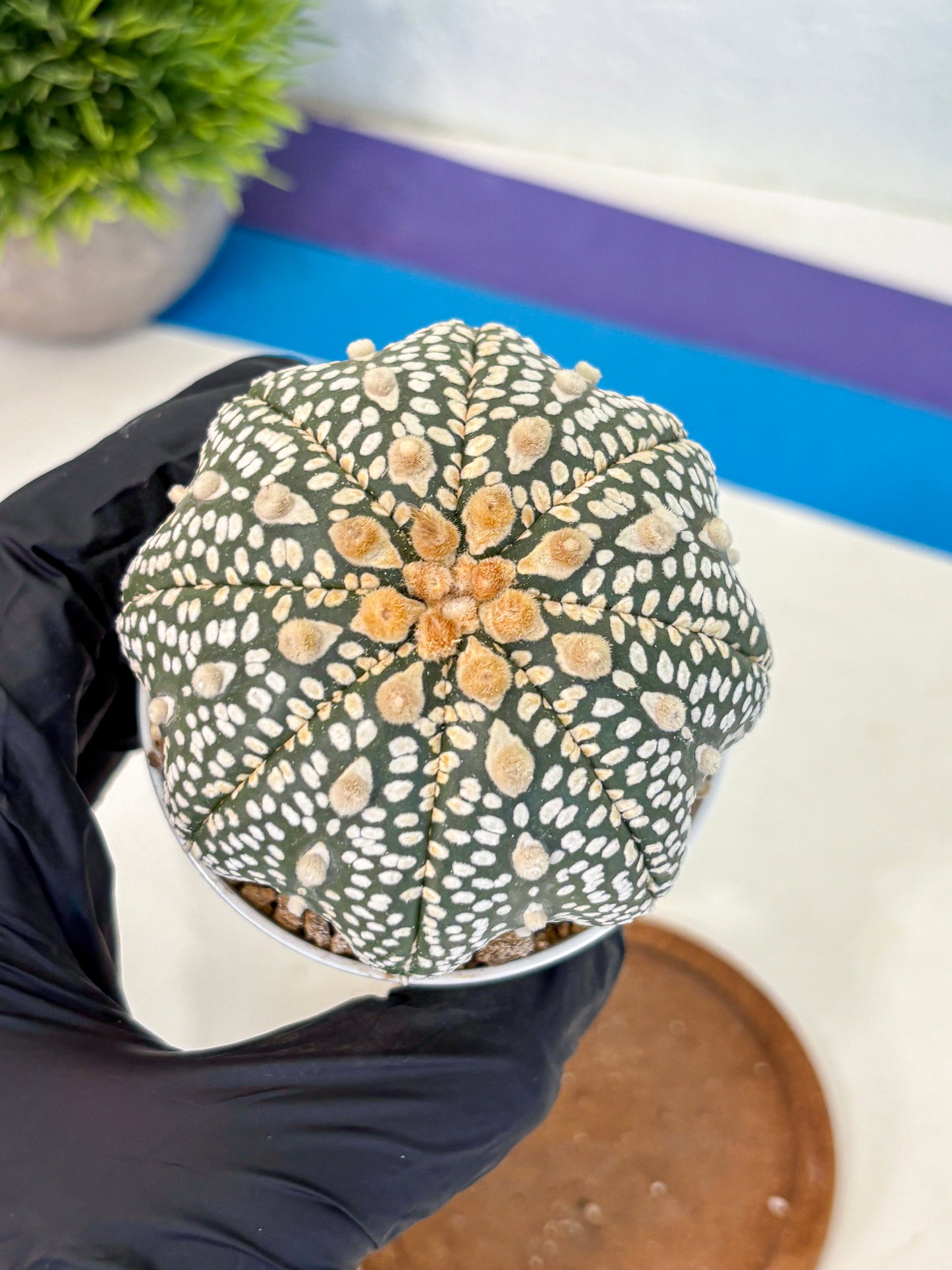 Astrophytum Super Kabuto (at10) (12) | sand dollar cactus