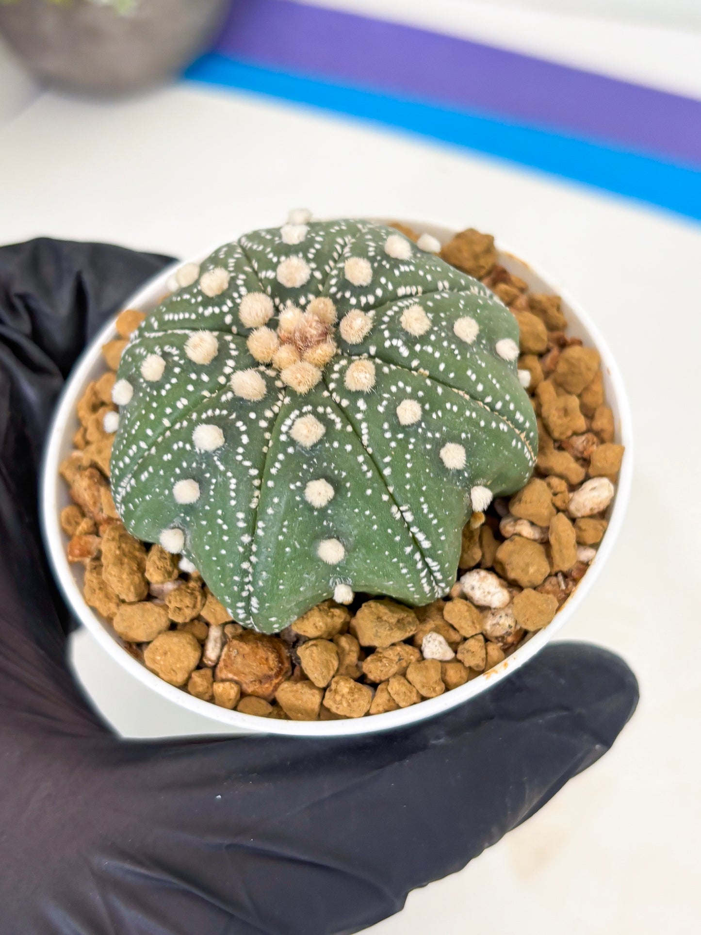 Astrophytum Star Shape (at3) (p6) | Very Rare Cactus