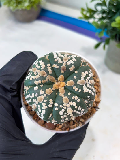 Astrophytum 5-Rib (T11) (y1) | Imported From Taiwan