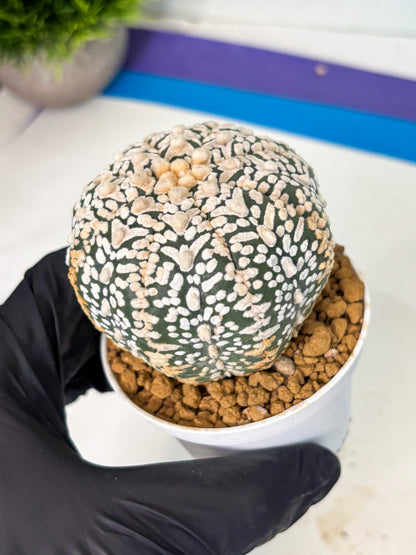 Astrophytum V-Type (at6) (y6) | Rare Star Cactus