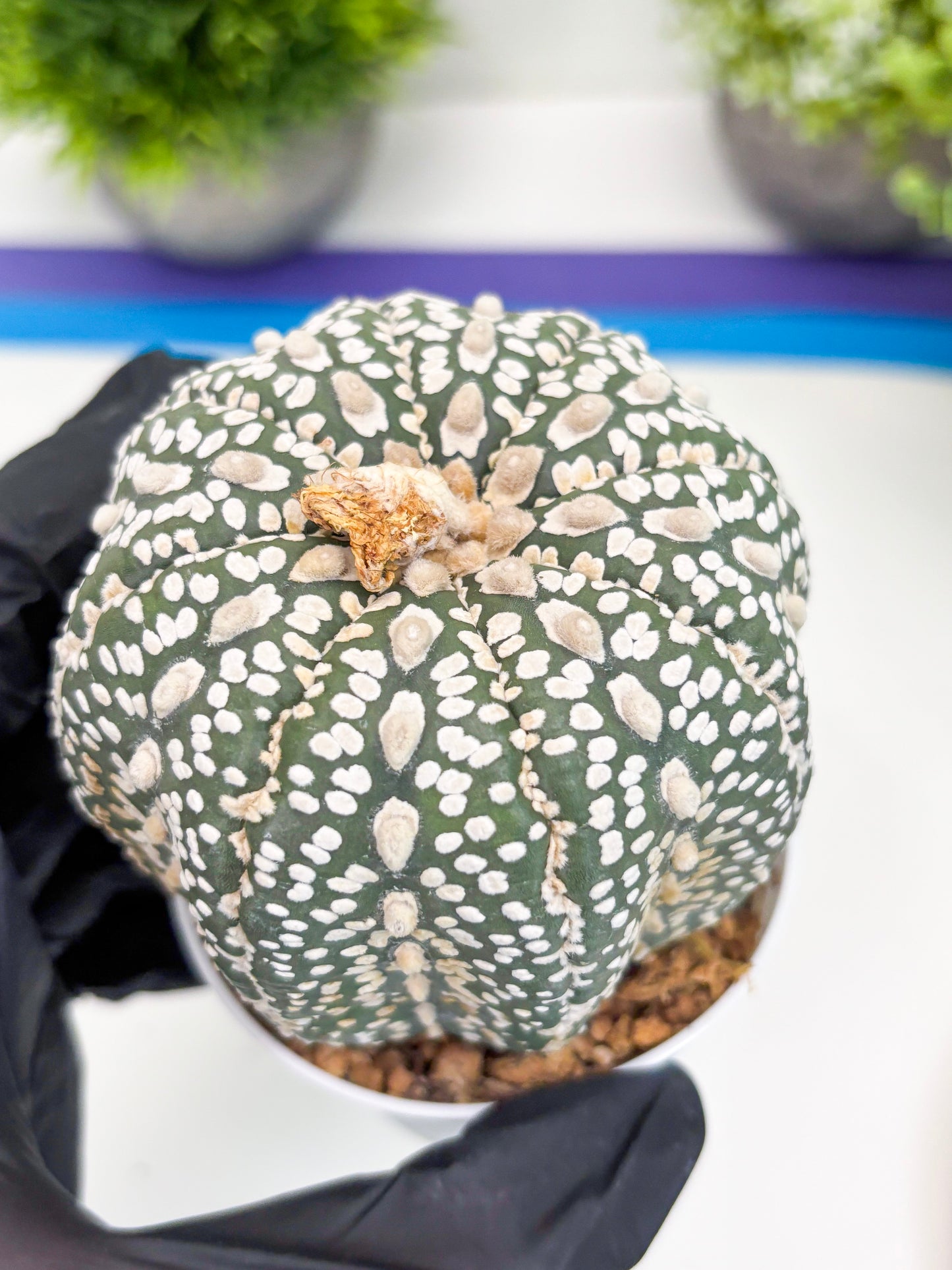 Astrophytum Super Kabuto (t7) (b3) | Imported Plants | 3" Pot