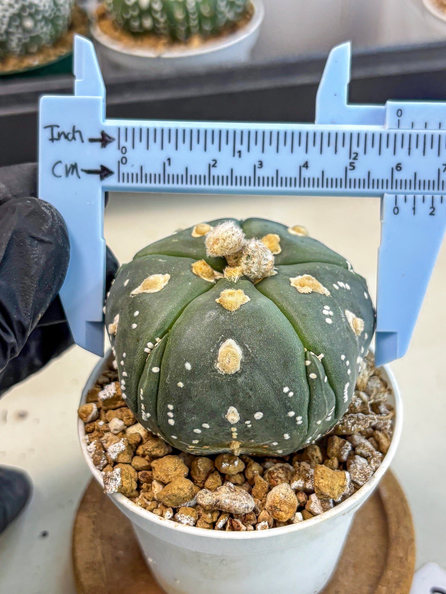 Astrophytum 5-Ribs (at7) (b3) | Living Rocks