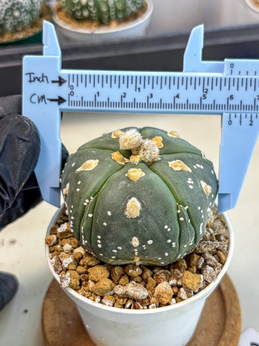 Astrophytum 5-Ribs (at7) (b3) | Living Rocks