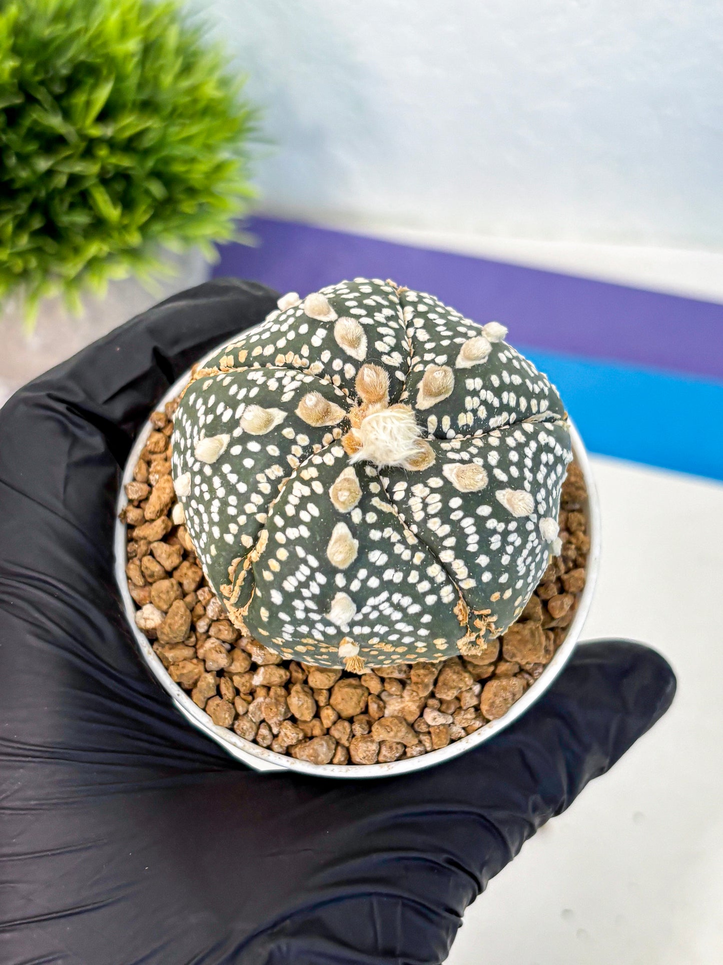 Astrophytum Fukuryu (at8) (11) | Rare Plant | Succulent Cactus