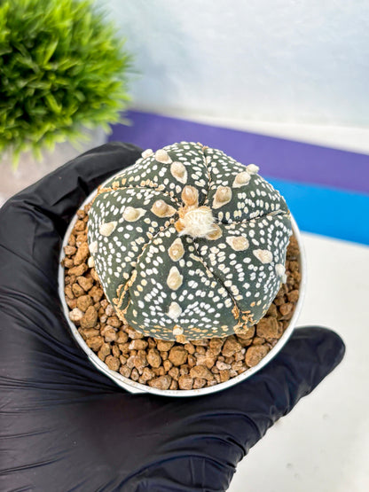 Astrophytum Fukuryu (at8) (11) | Rare Plant | Succulent Cactus