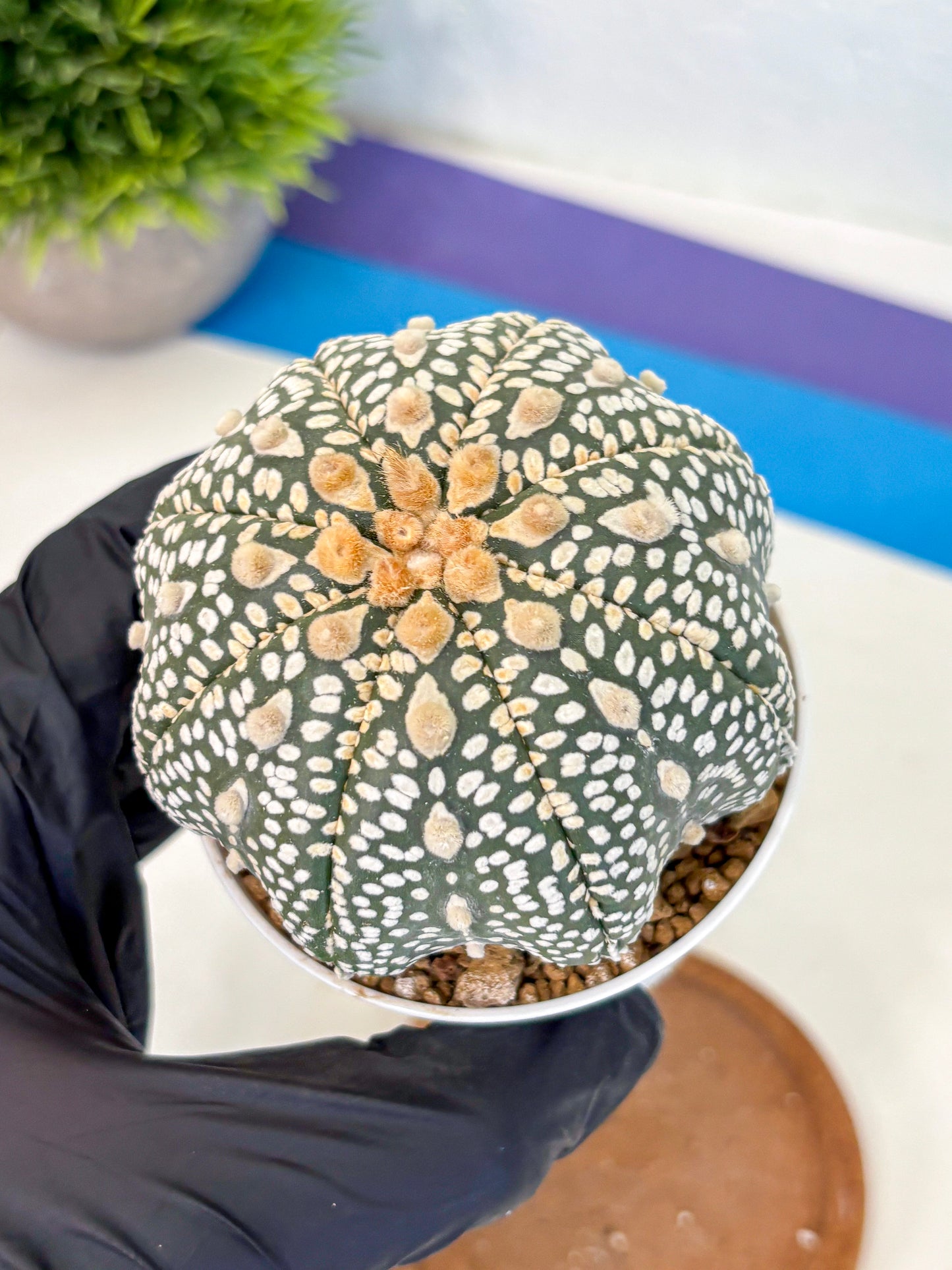 Astrophytum Super Kabuto (at10) (12) | sand dollar cactus