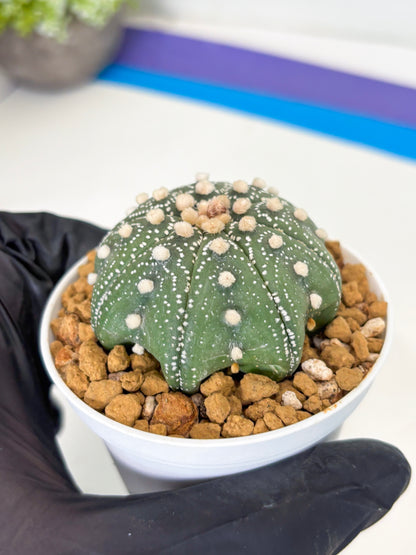 Astrophytum Star Shape (at3) (p6) | Very Rare Cactus
