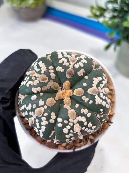 Astrophytum 5-Rib (T11) (y1) | Imported From Taiwan