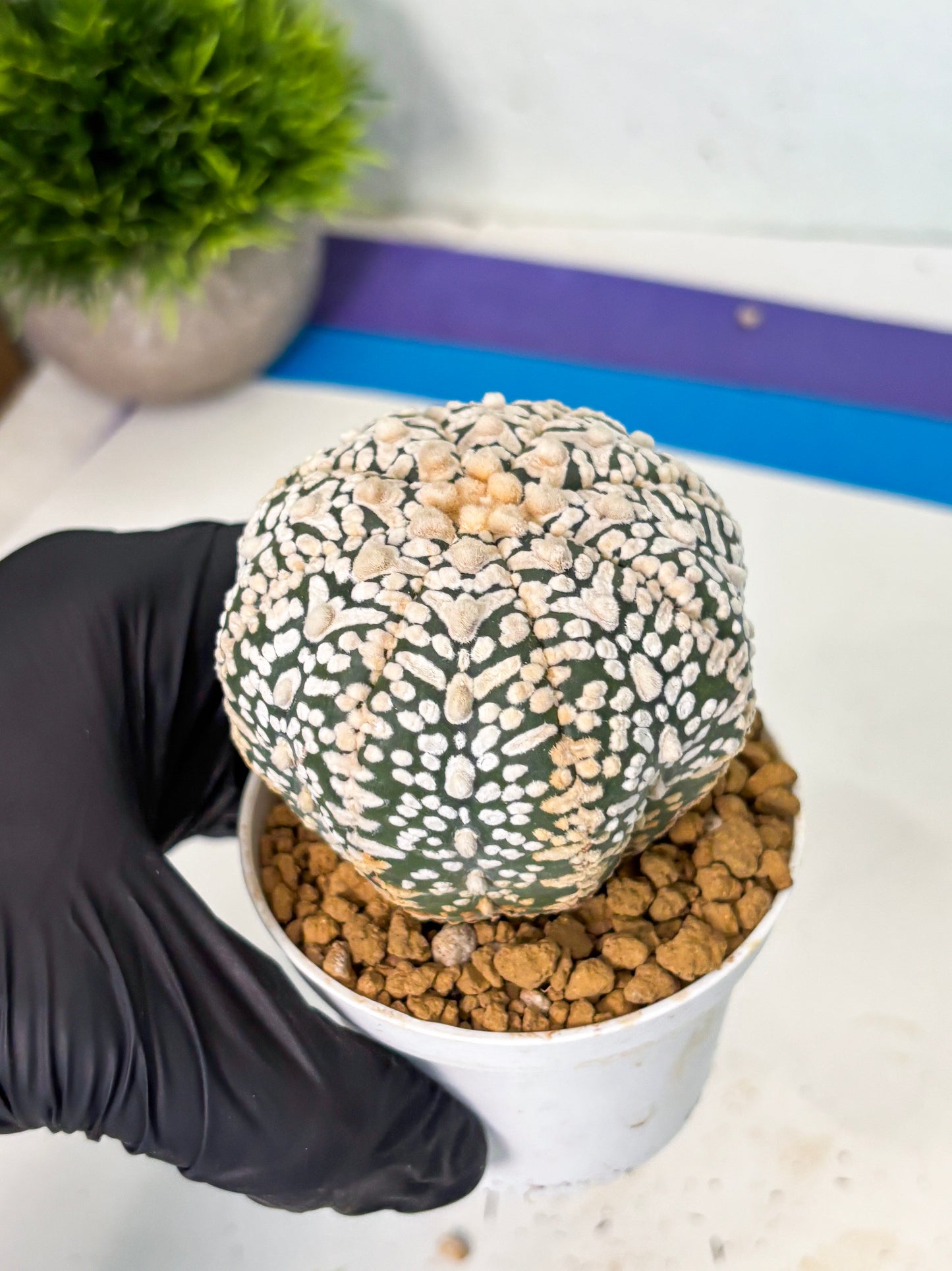 Astrophytum V-Type (at6) (y6) | Rare Star Cactus