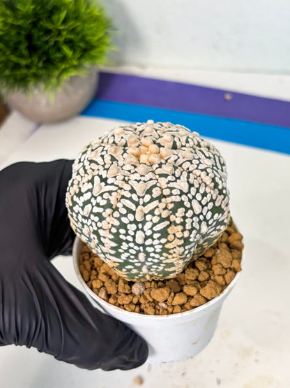 Astrophytum V-Type (at6) (y6) | Rare Star Cactus