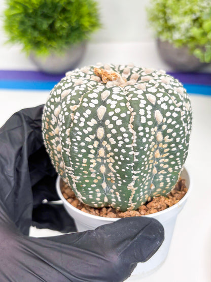 Astrophytum Super Kabuto (t7) (b3) | Imported Plants | 3" Pot