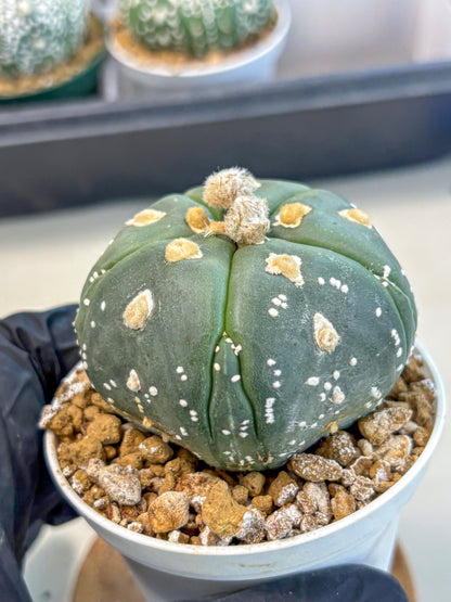 Astrophytum 5-Ribs (at7) (b3) | Living Rocks