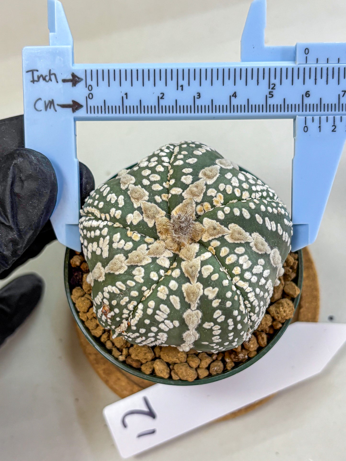 Astrophytum Fukuryu (at8) (12) | Rare Plant | Succulent Cactus