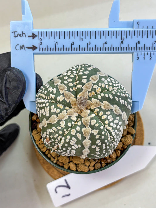 Astrophytum Fukuryu (at8) (12) | Rare Plant | Succulent Cactus