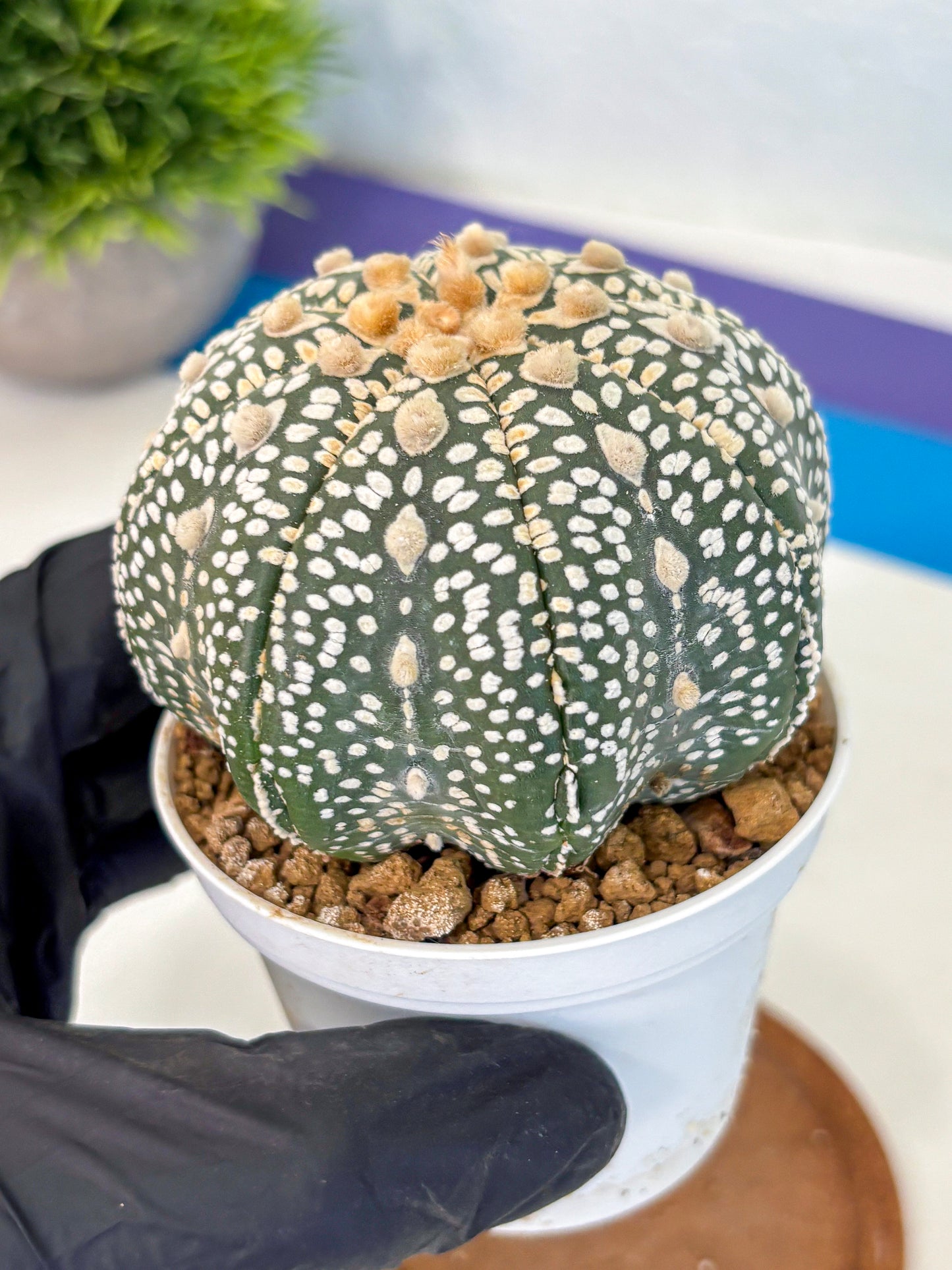 Astrophytum Super Kabuto (at10) (12) | sand dollar cactus