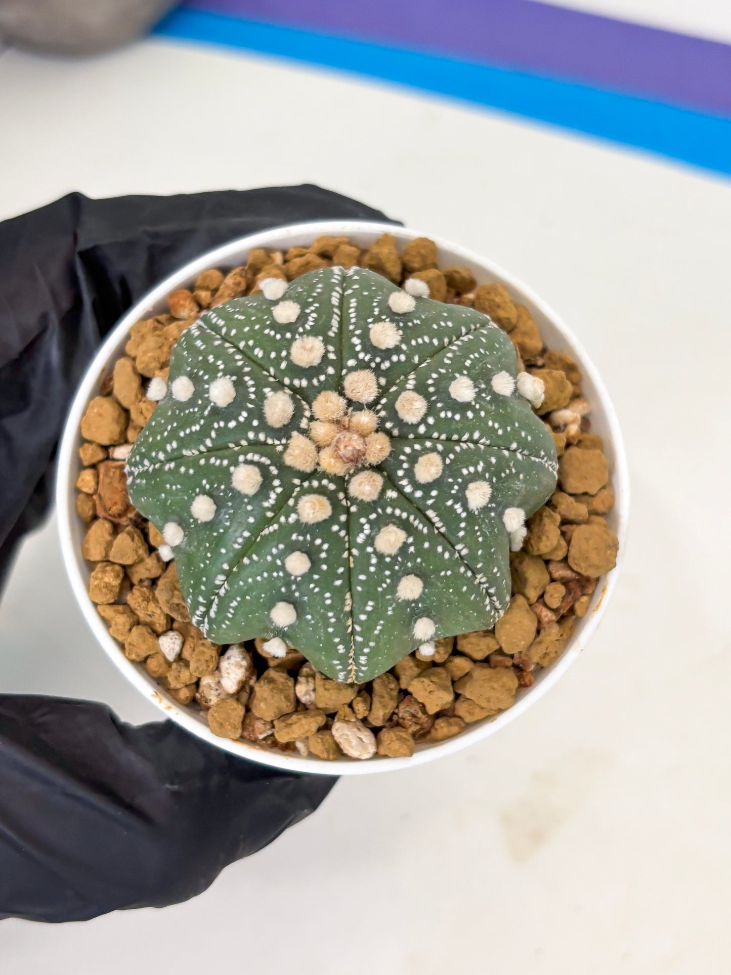 Astrophytum Star Shape (at3) (p6) | Very Rare Cactus