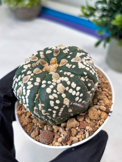 Astrophytum 5-Rib (T11) (y1) | Imported From Taiwan