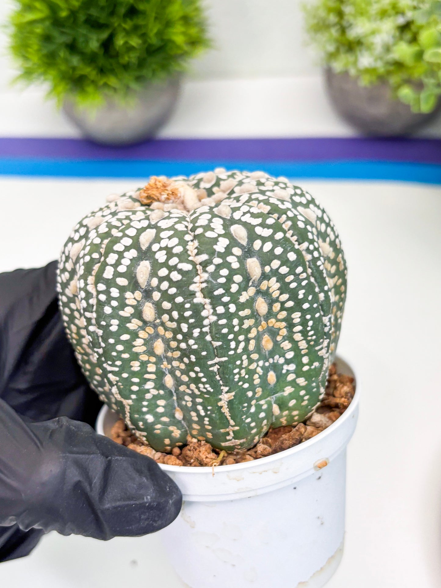 Astrophytum Super Kabuto (t7) (b3) | Imported Plants | 3" Pot