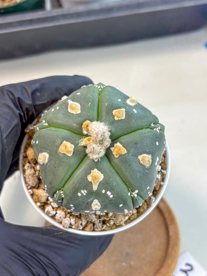 Astrophytum 5-Ribs (at7) (b3) | Living Rocks