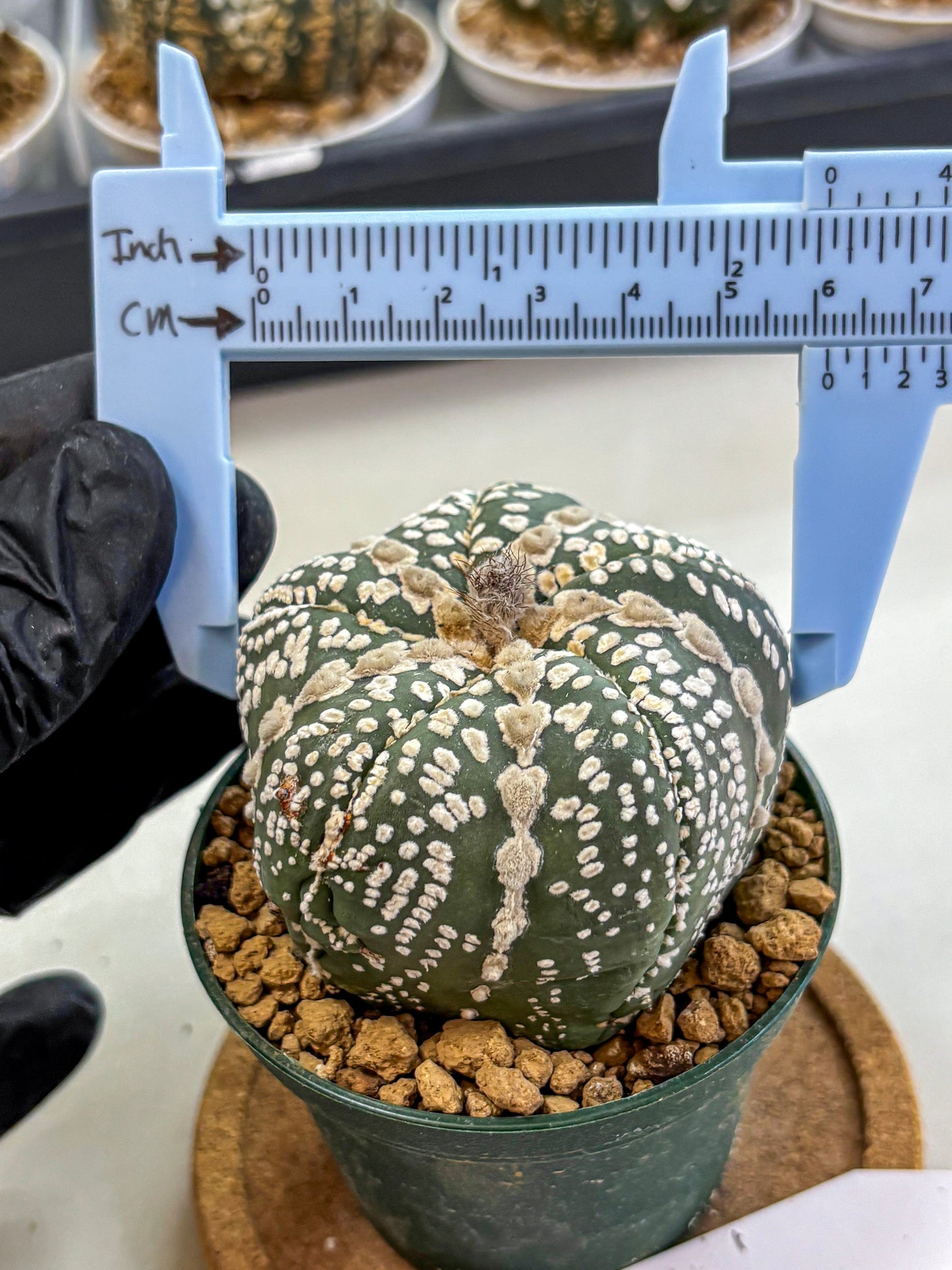 Astrophytum Fukuryu (at8) (12) | Rare Plant | Succulent Cactus