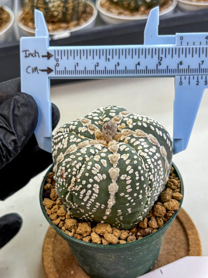 Astrophytum Fukuryu (at8) (12) | Rare Plant | Succulent Cactus