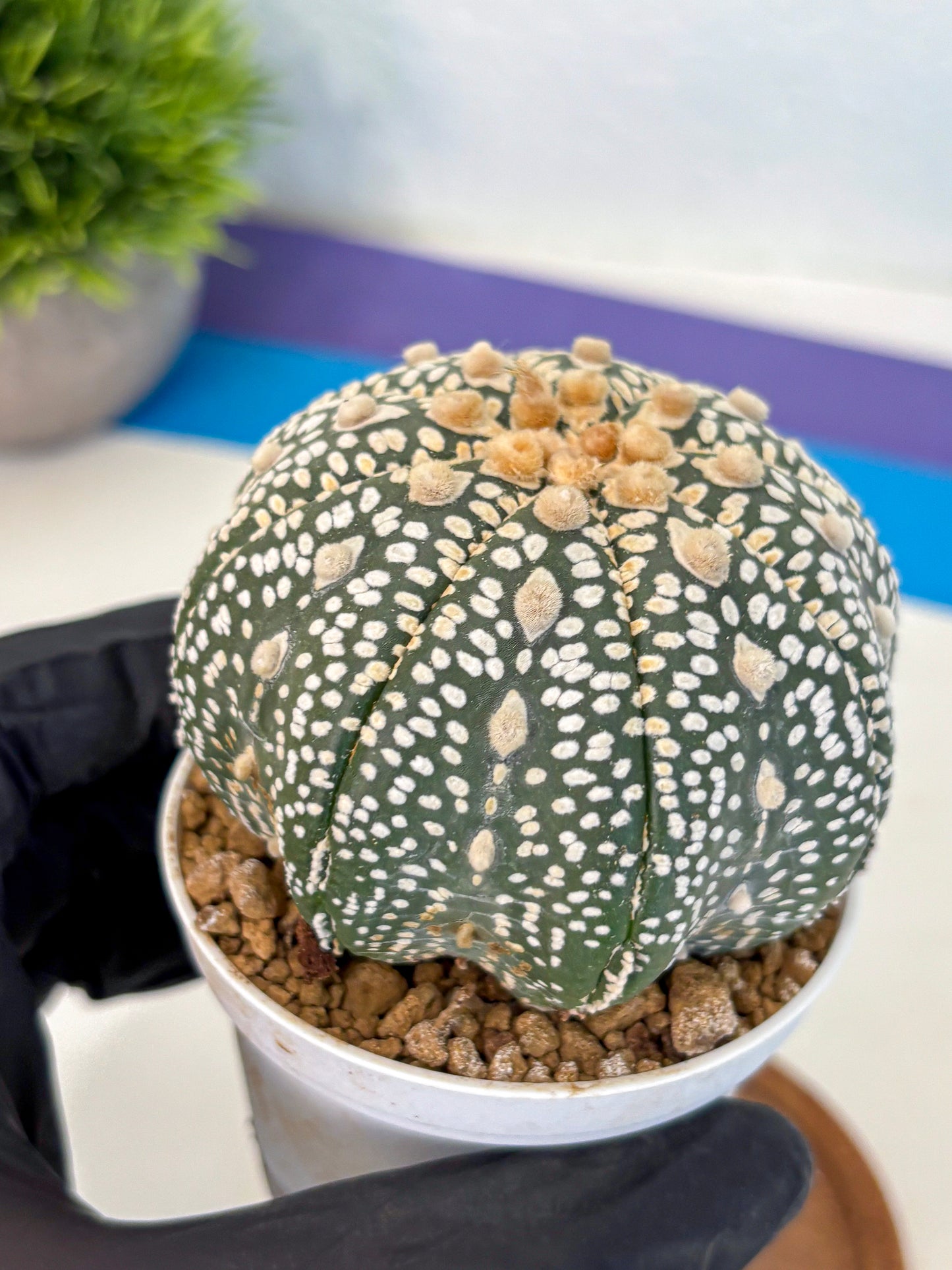 Astrophytum Super Kabuto (at10) (12) | sand dollar cactus