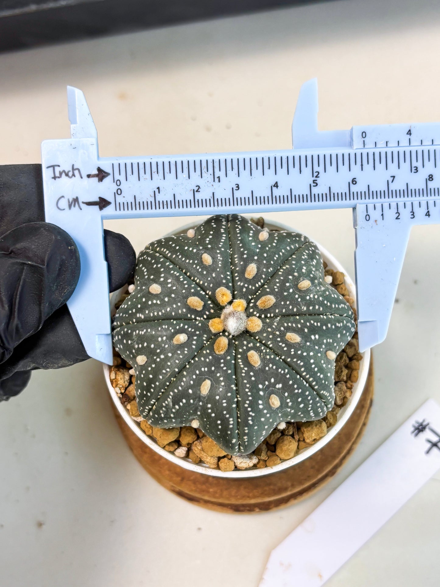 Astrophytum Star Shape (at3) (p7) | Very Rare Cactus
