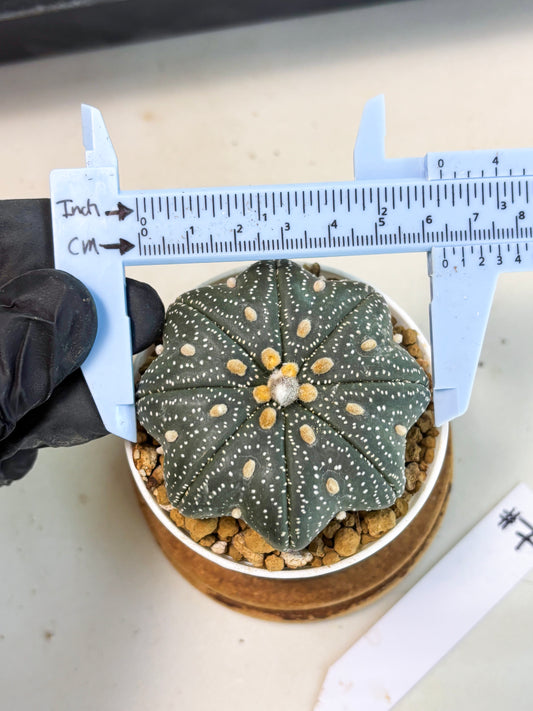 Astrophytum Star Shape (at3) (p7) | Very Rare Cactus