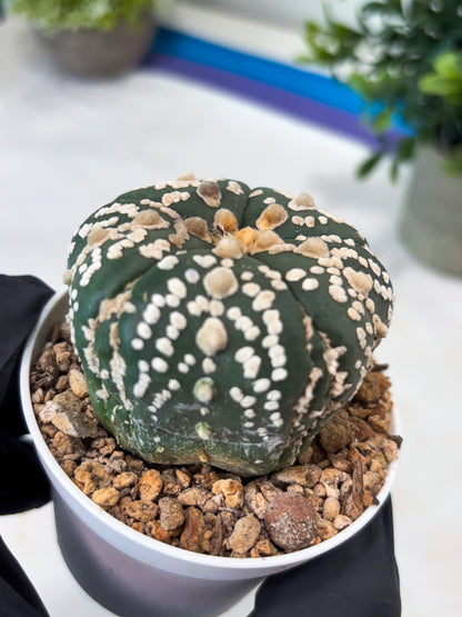 Astrophytum 5-Rib (T11) (y1) | Imported From Taiwan
