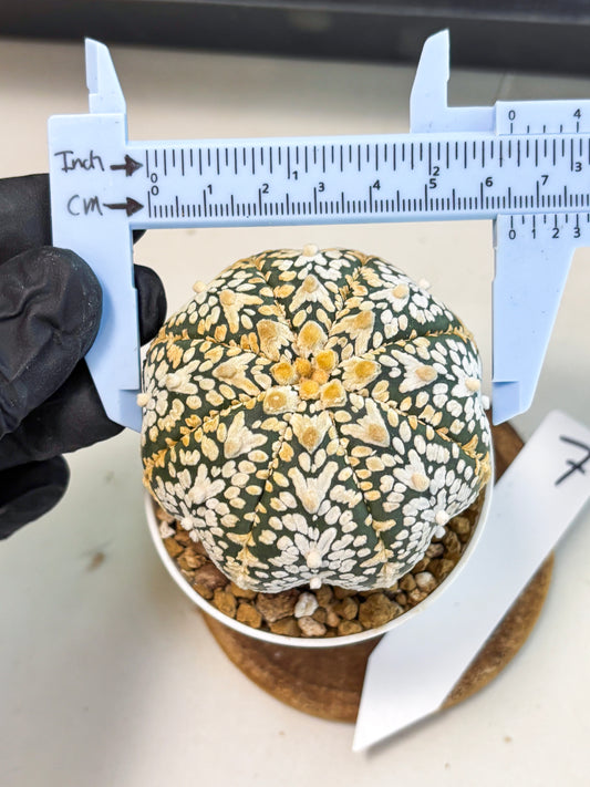 Astrophytum V-Type (at6) (y7) | Rare Star Cactus