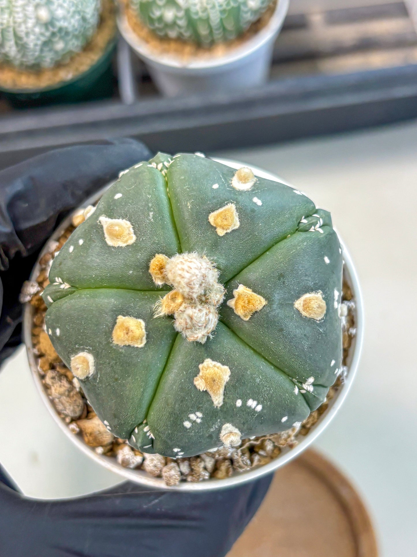 Astrophytum 5-Ribs (at7) (b3) | Living Rocks