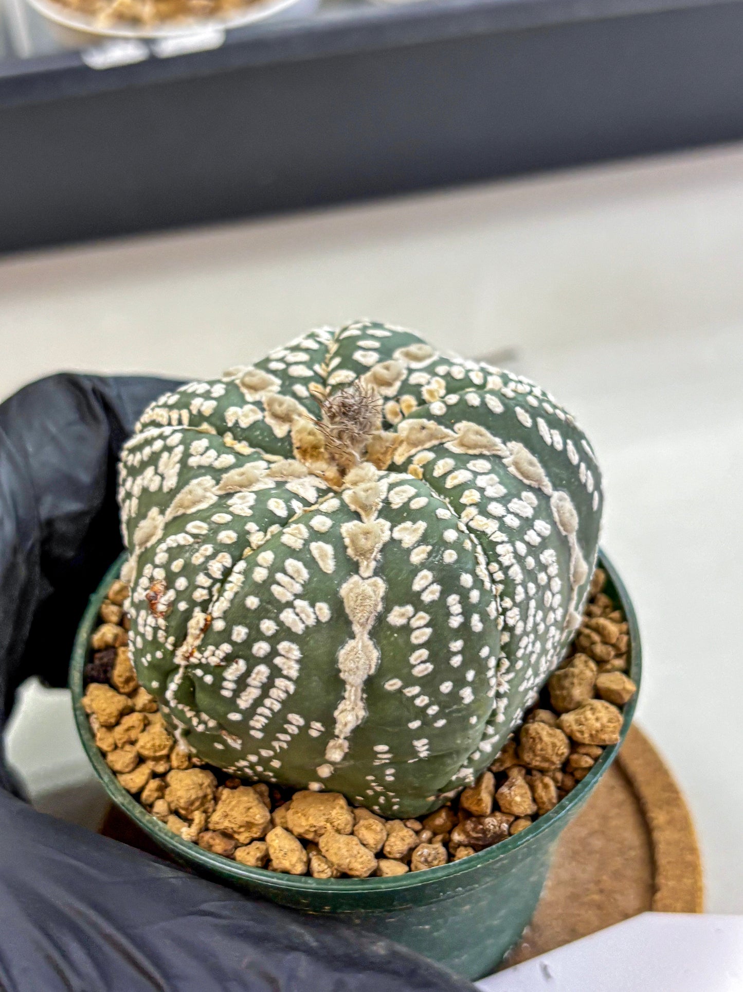 Astrophytum Fukuryu (at8) (12) | Rare Plant | Succulent Cactus
