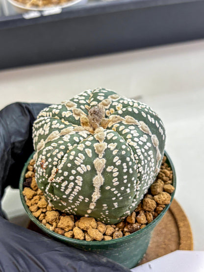 Astrophytum Fukuryu (at8) (12) | Rare Plant | Succulent Cactus