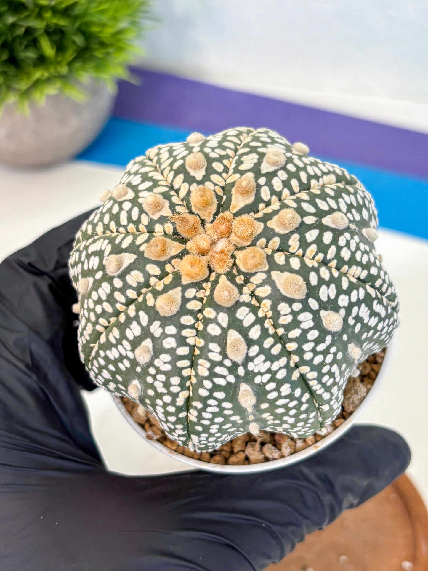 Astrophytum Super Kabuto (at10) (12) | sand dollar cactus