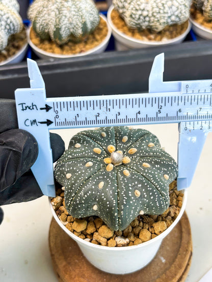 Astrophytum Star Shape (at3) (p7) | Very Rare Cactus