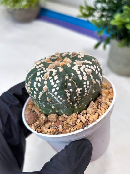 Astrophytum 5-Rib (T11) (y1) | Imported From Taiwan